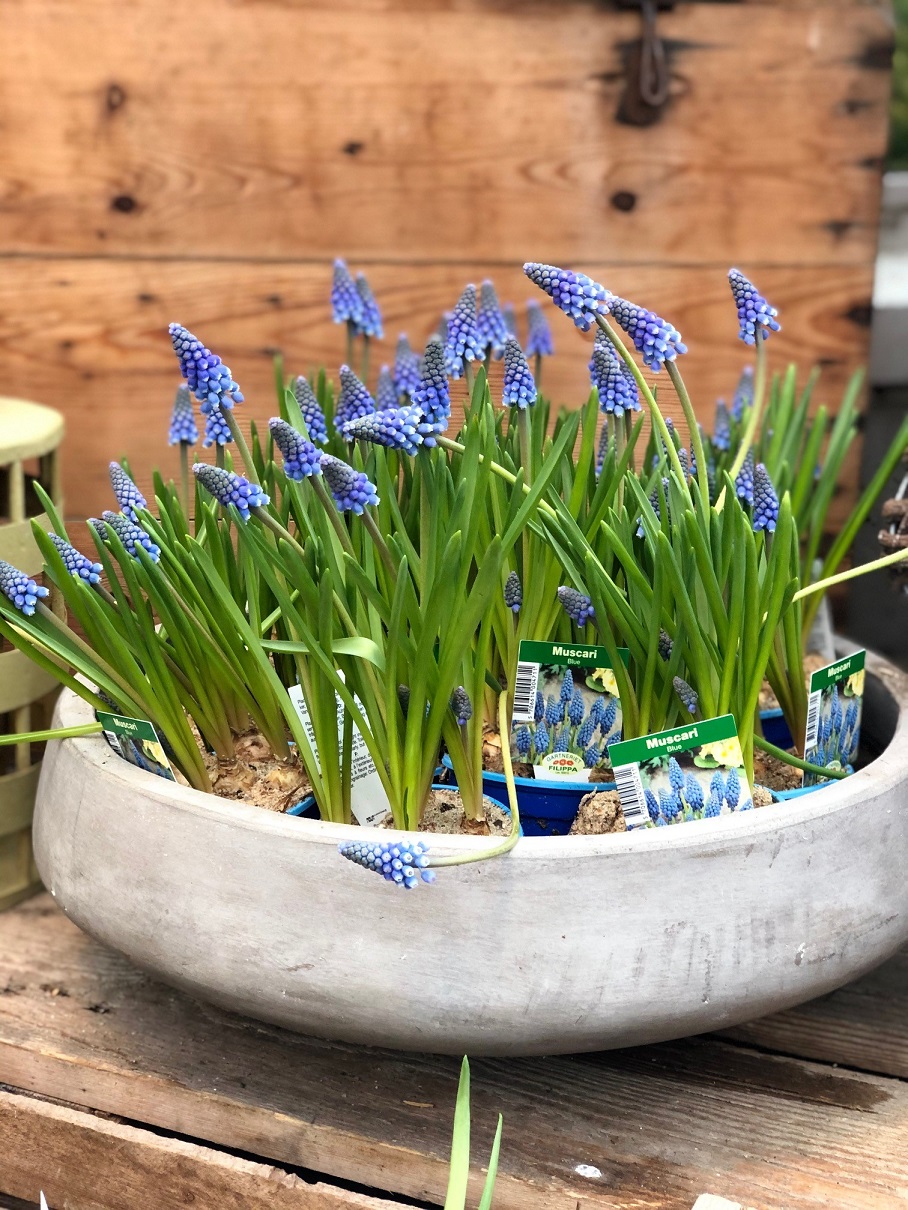 Perleblomst