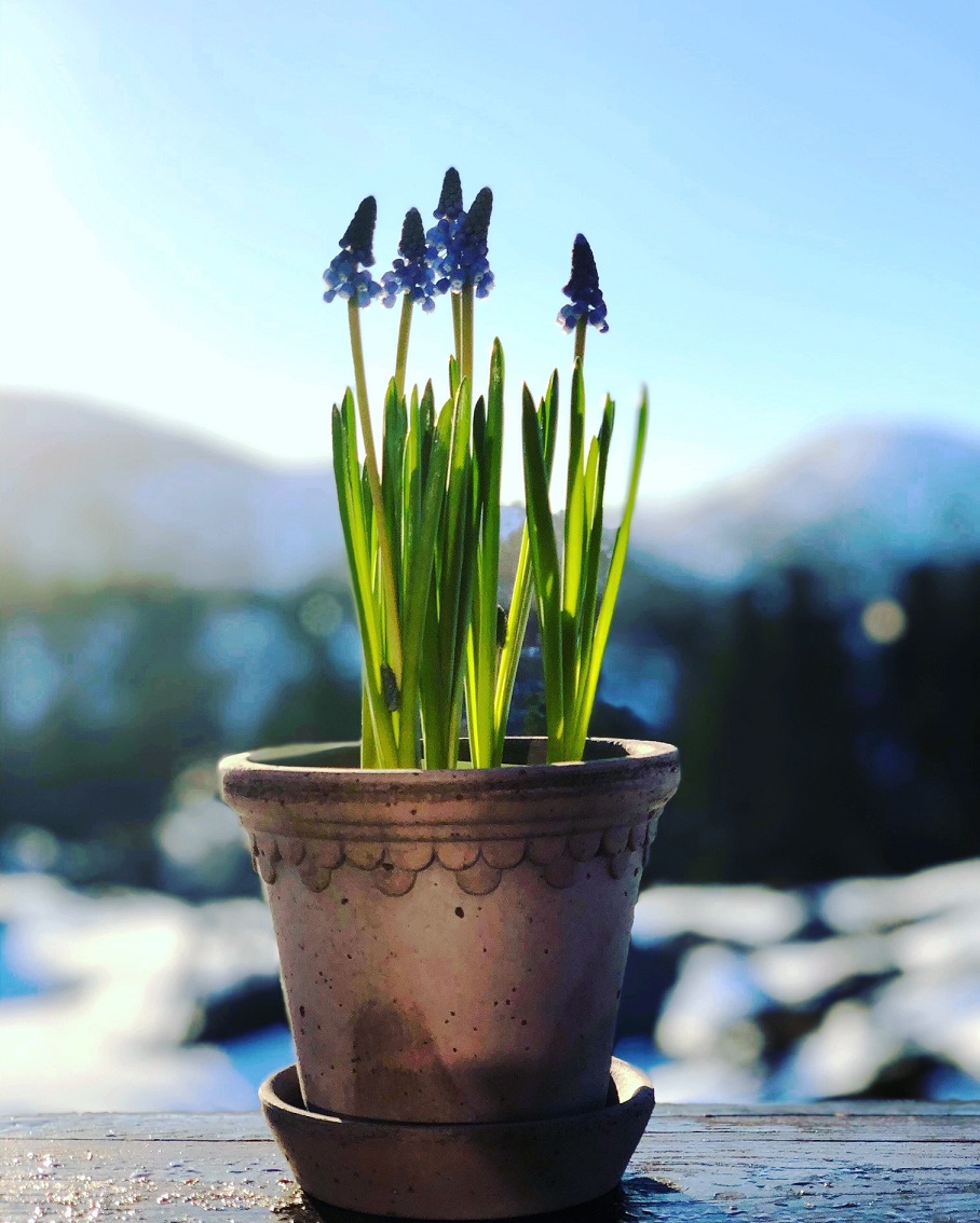 Perleblomst