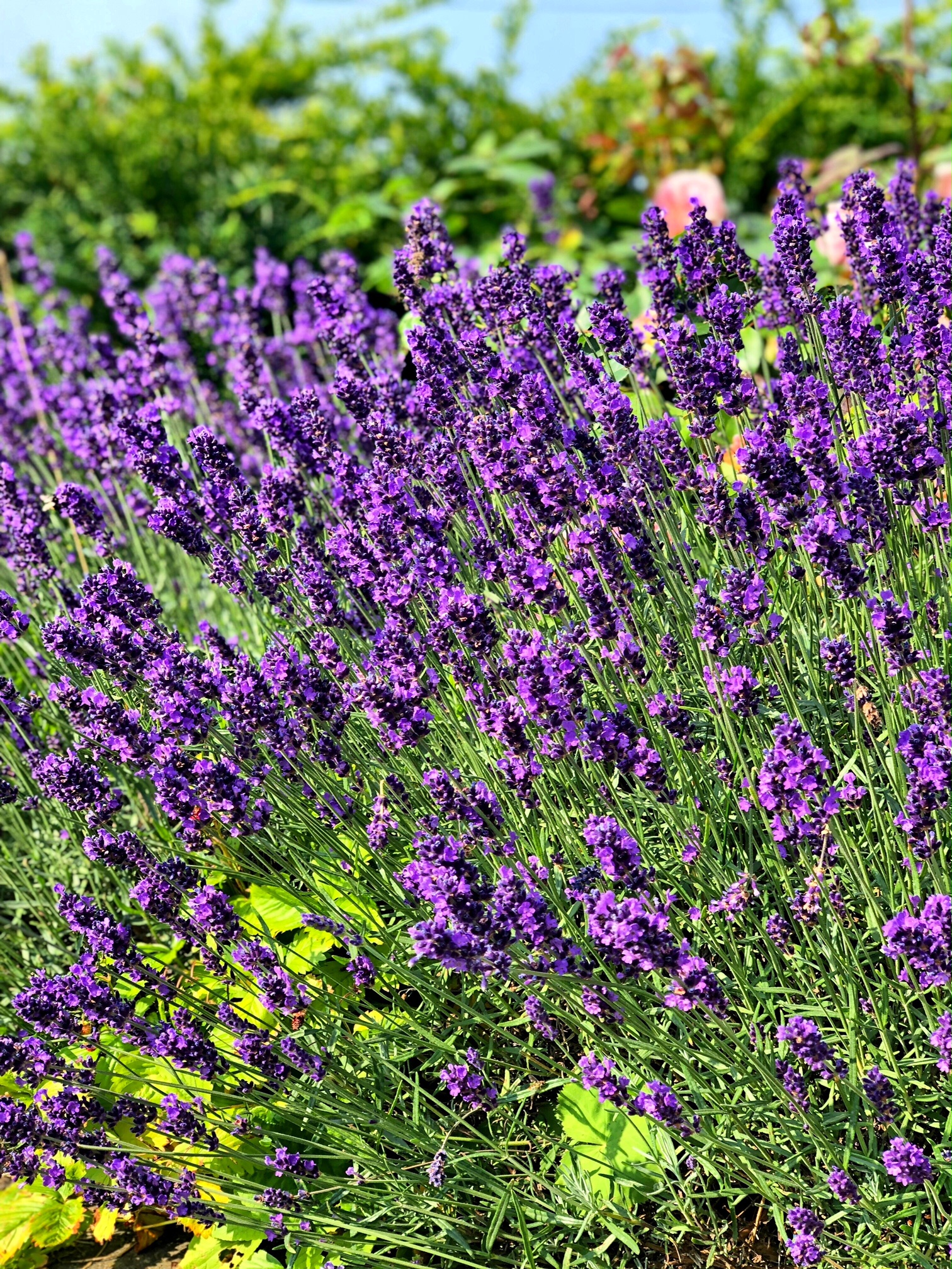Lavendel