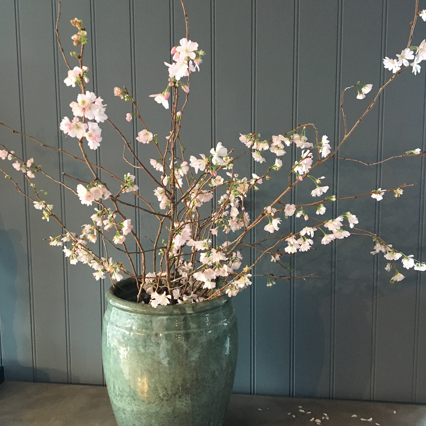 Prunus accolade: Prydkirsebær er enkel og dekorativ å drive inne i blomst.