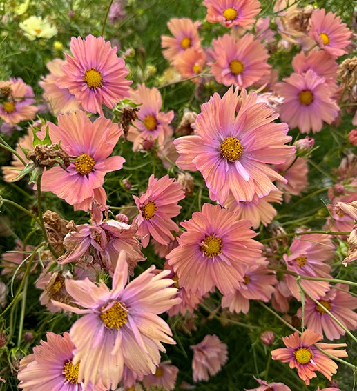 Cosmos: En enkel sommerblomst du kan så nå. God bieblomst og fin til snitt.