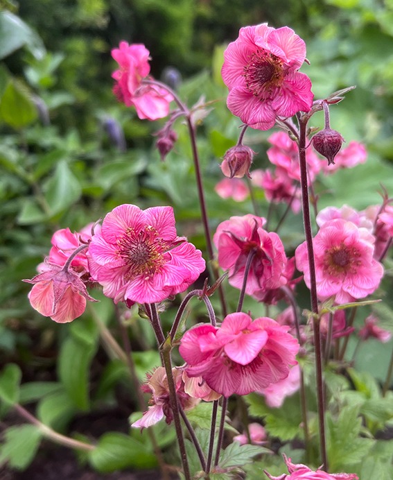 Geum: Staude med lang blom­strings­tid, en god bieblomst og denne flotte stauden blir ikke spist av sneglene.
